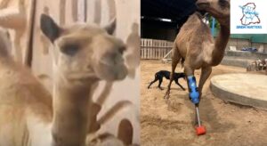 Cammie, a young camel from Sindh, has become the first animal in Pakistan to receive a custom pr
