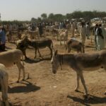 سندھ میں گدھوں کی تعداد بلوچستان اور خیبرپختونخوا سے زیادہ